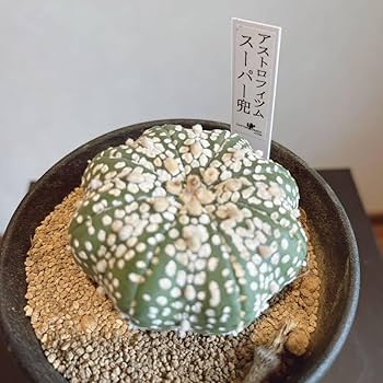Amazon.co.jp: 多肉植物 アストロフィツム スーパーカブト 兜 約
